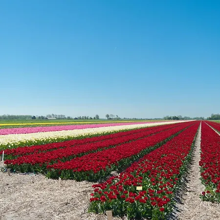 Near Schoorl Dunes, Cleaning Included